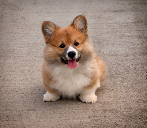 small corgi