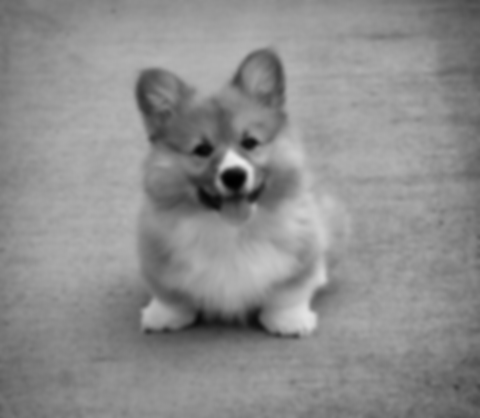 gaussian blur corgi