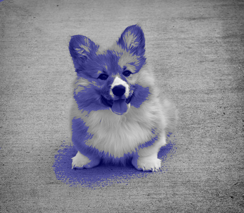 corgi blue overlay